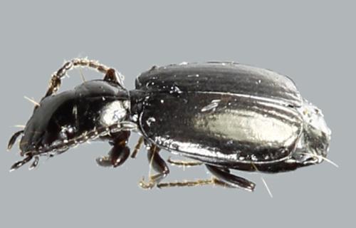Syntomus truncatellus